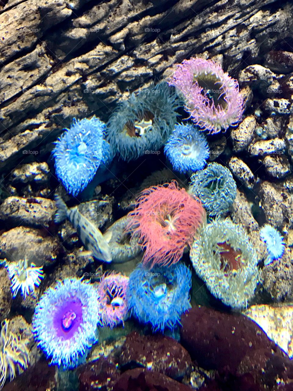 Colorful anemones at the Lisbon aquarium
