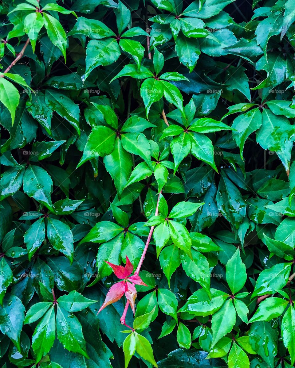 Full frame shot of wet leaf