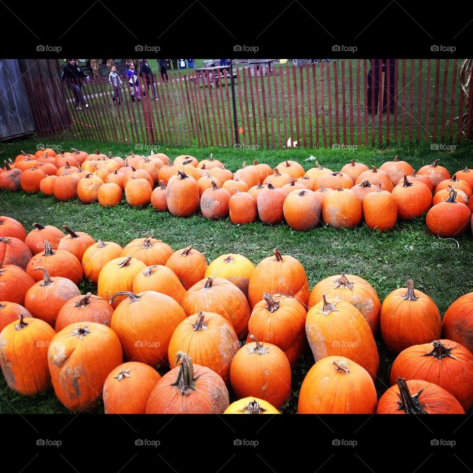 Pumpkin Epidemic 
