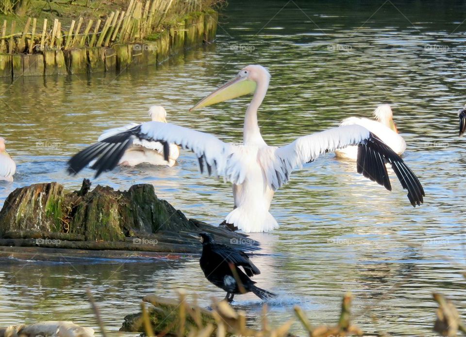 Pelican