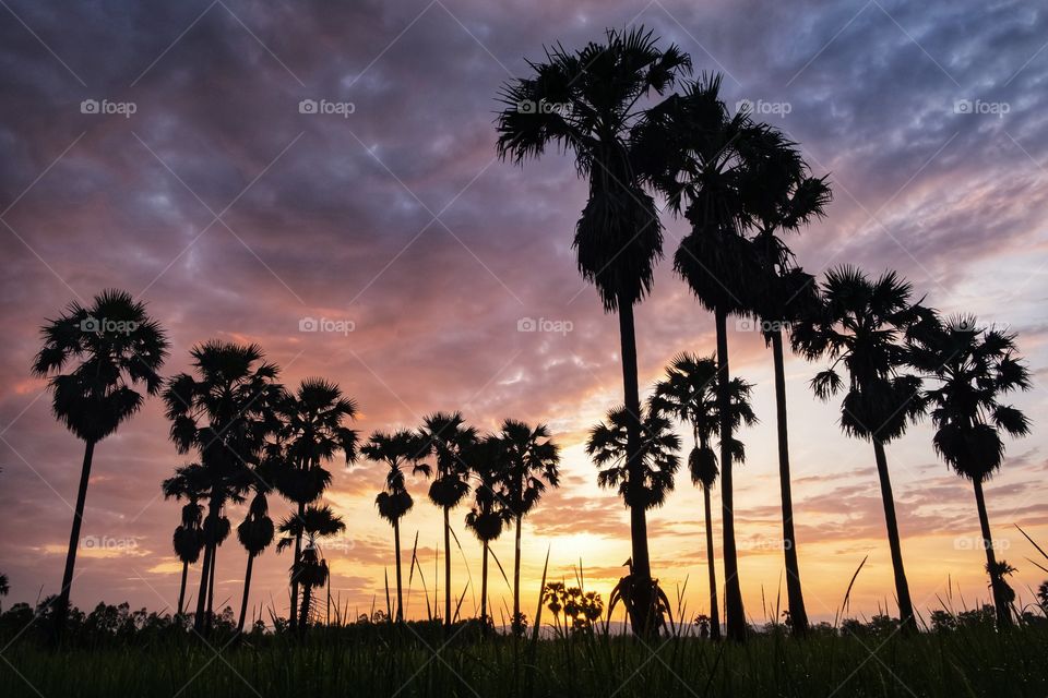 Sunrise behind silhouette of sugar palm in rice field