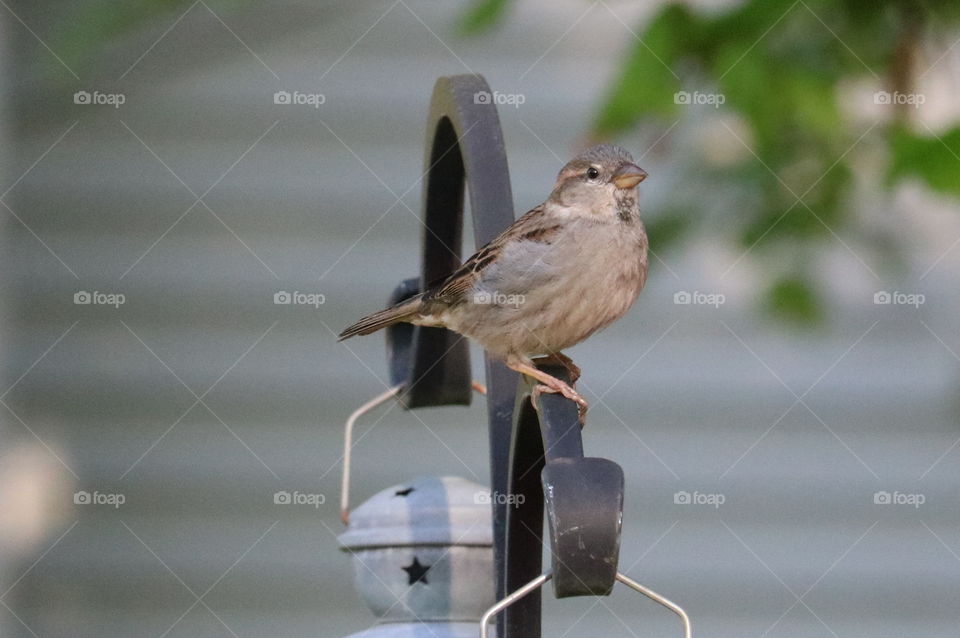 House Sparrow