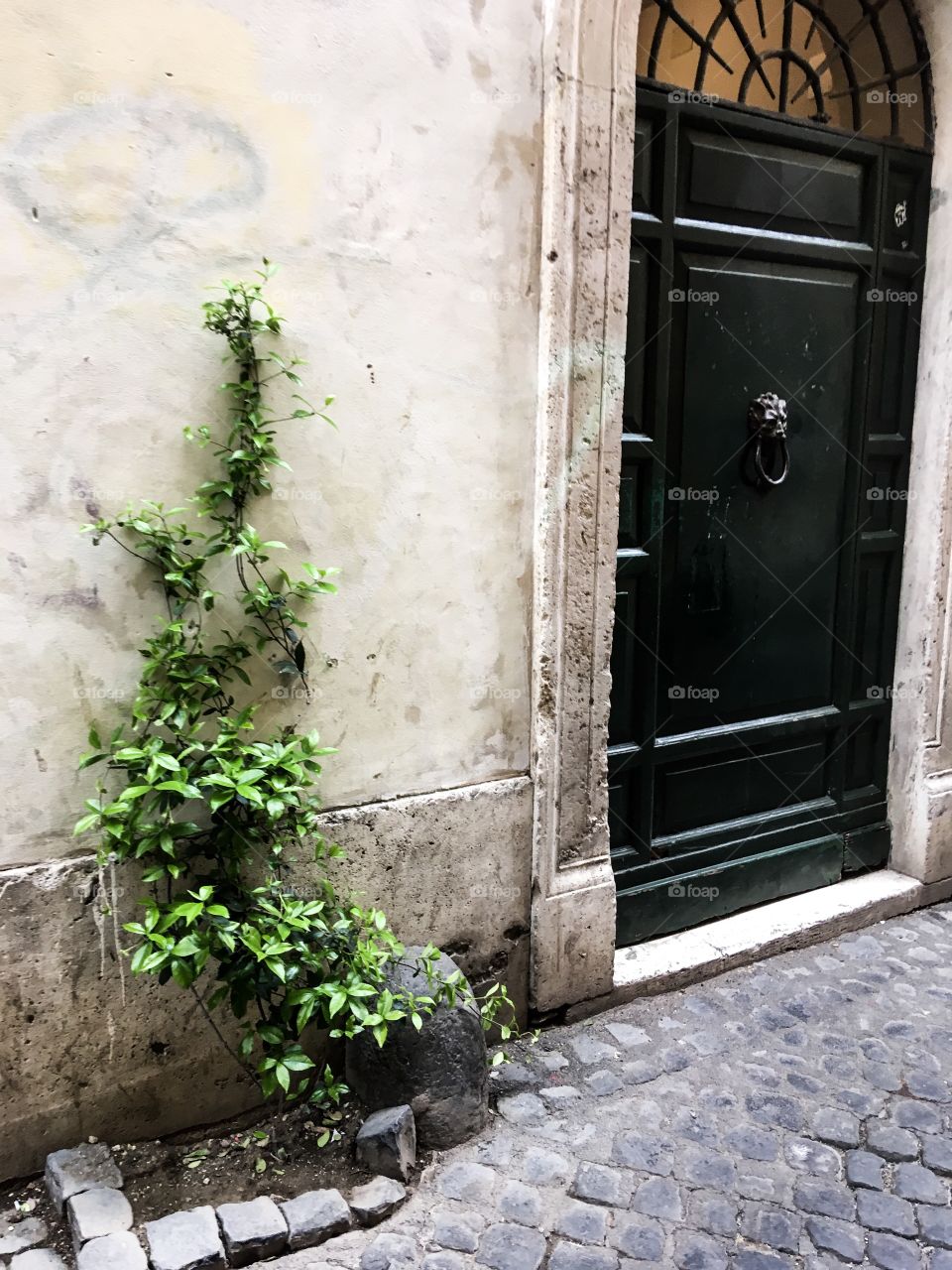 The entrance door and green plant near it. Somewhere in Rome. 
