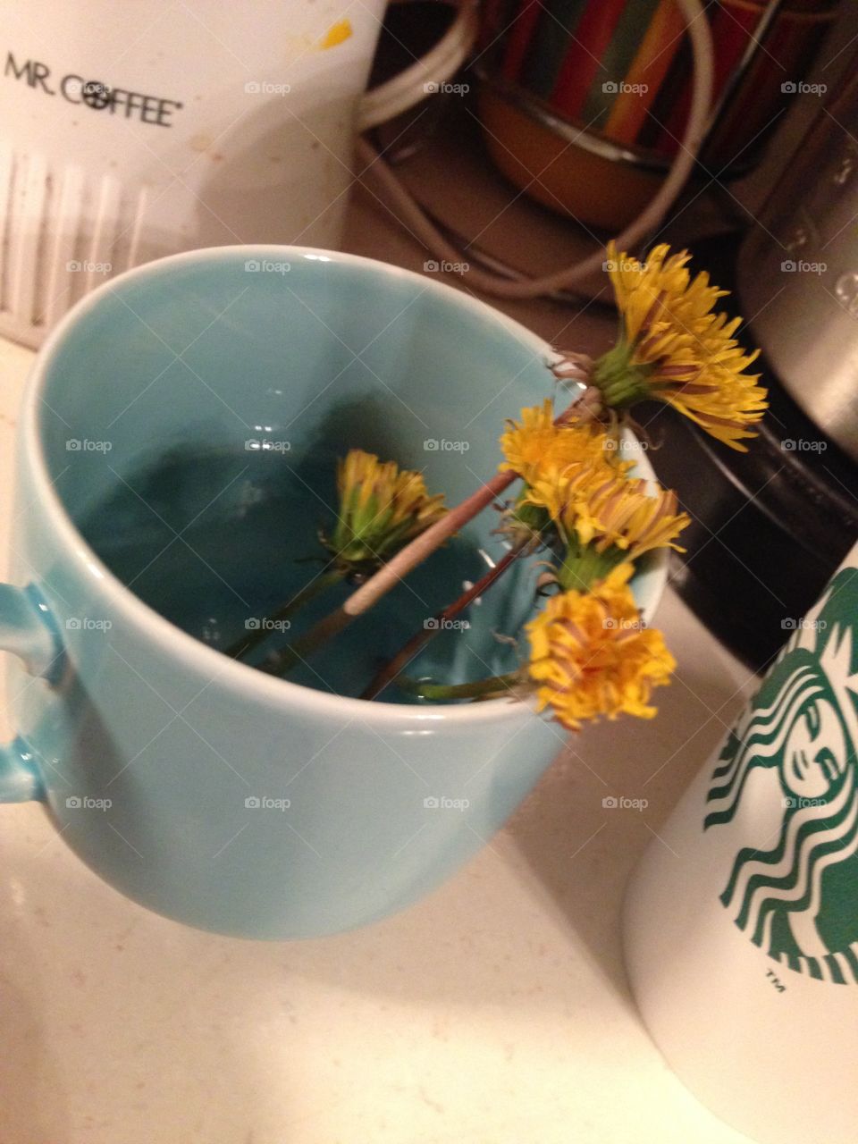 Dandelions Come Home . Dandelions in a teacup