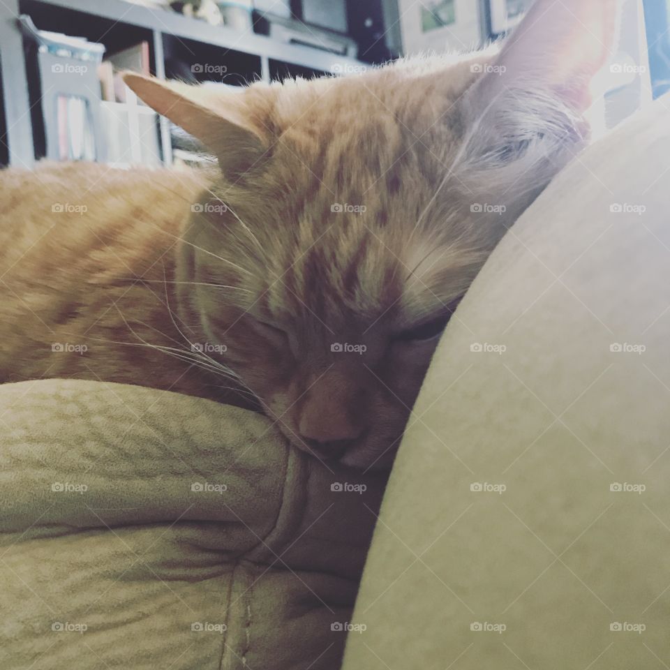 Sleeping Prince