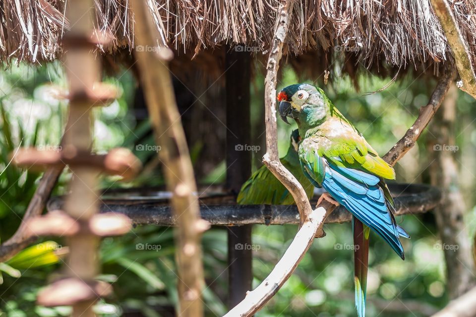 Parrot 