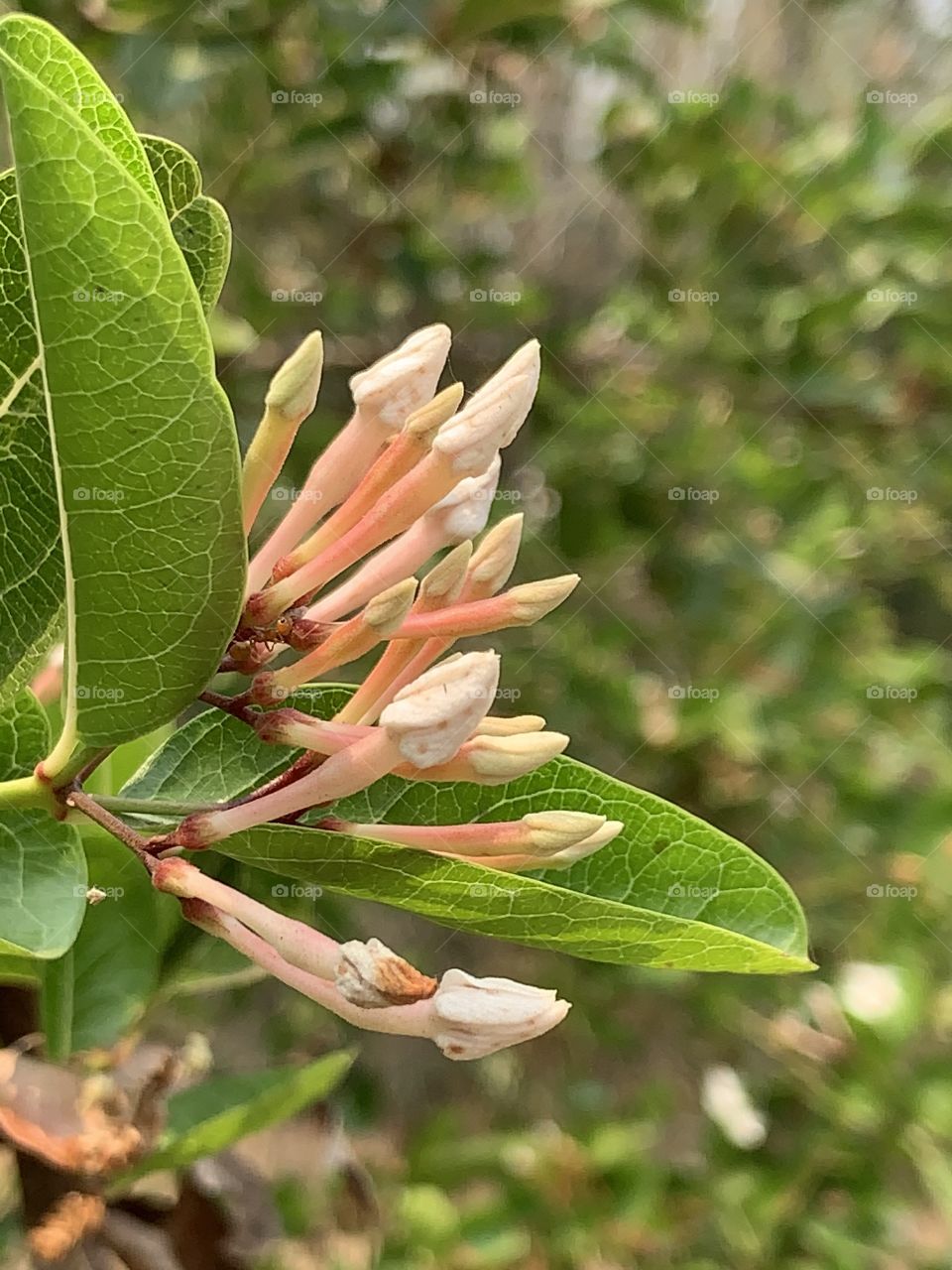 Plants around us.