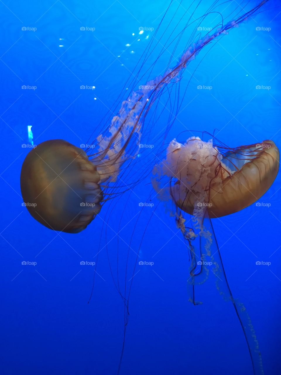 Jelly fish 