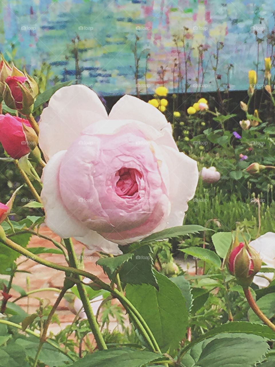 Pink beauty. Pink beautiful rose at the garden show in Malmö 