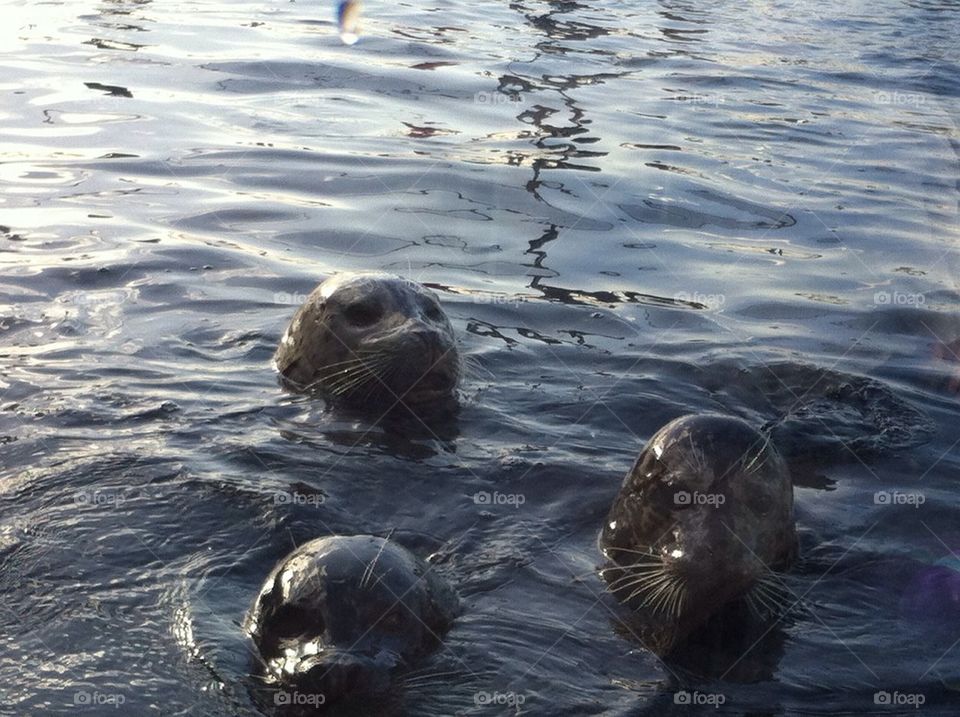 Harbor seals