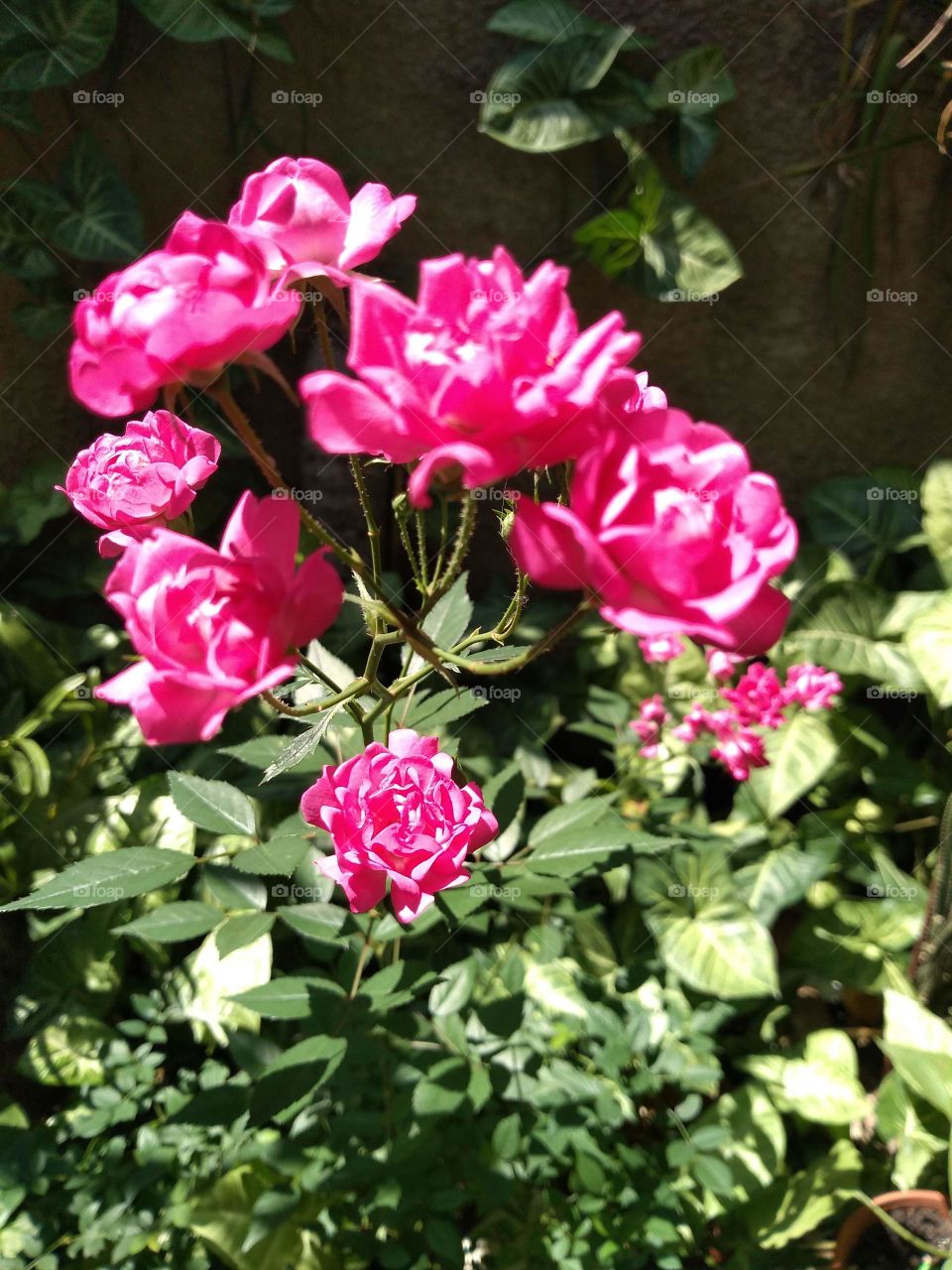 rosa rosa