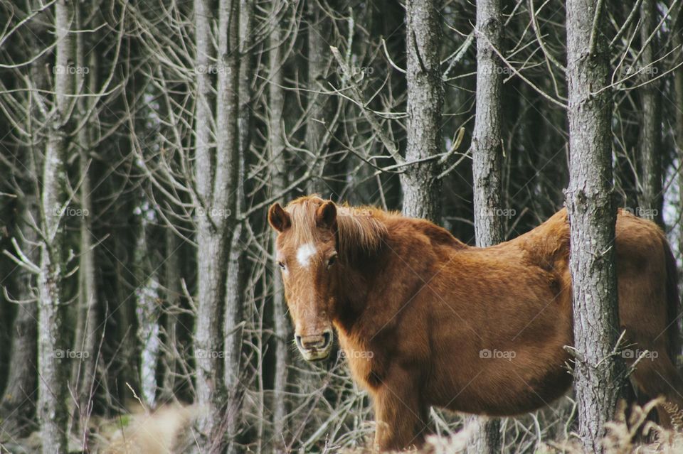 a wild horse