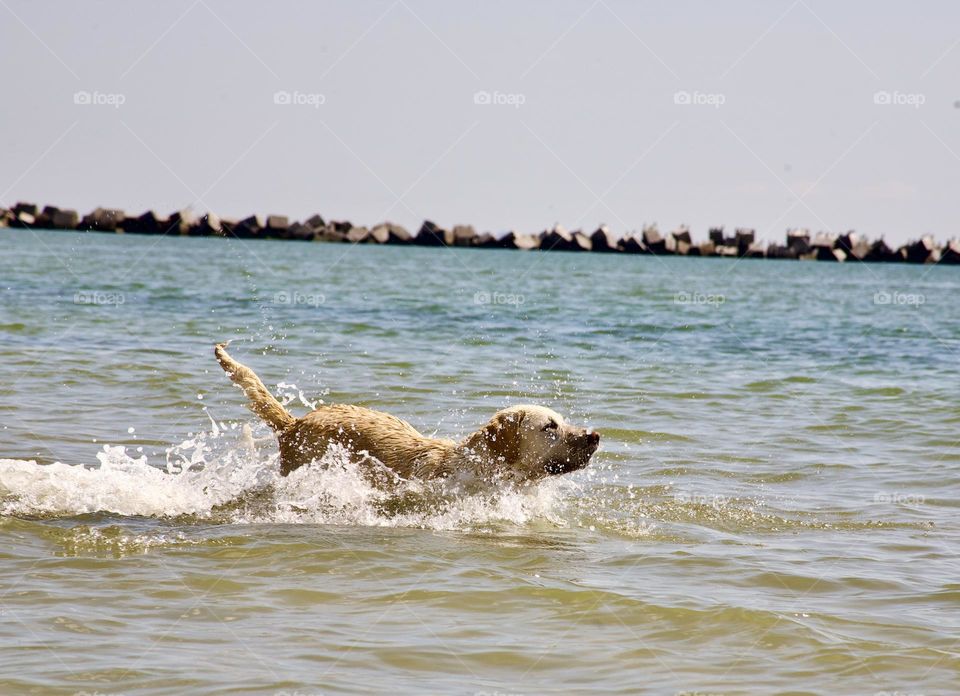 Счастливый пес купается в море 