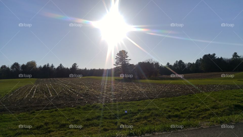 Sun flare in an empty cornfield