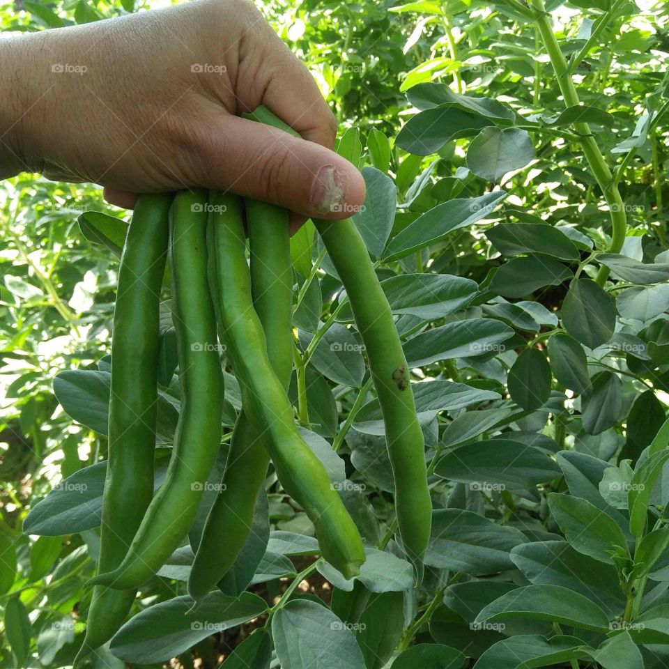 Beans