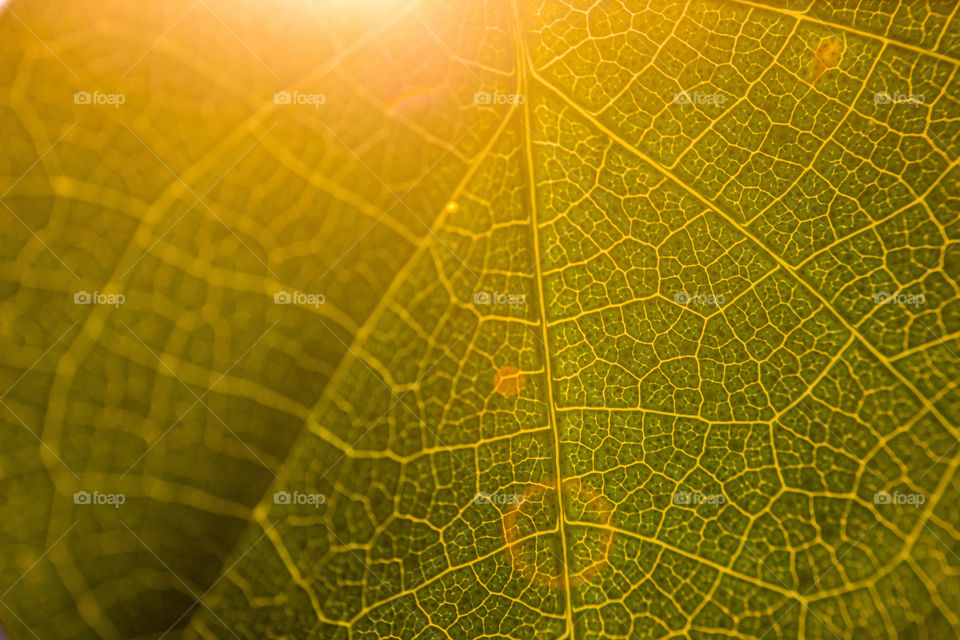 sun shines through a veined leaf