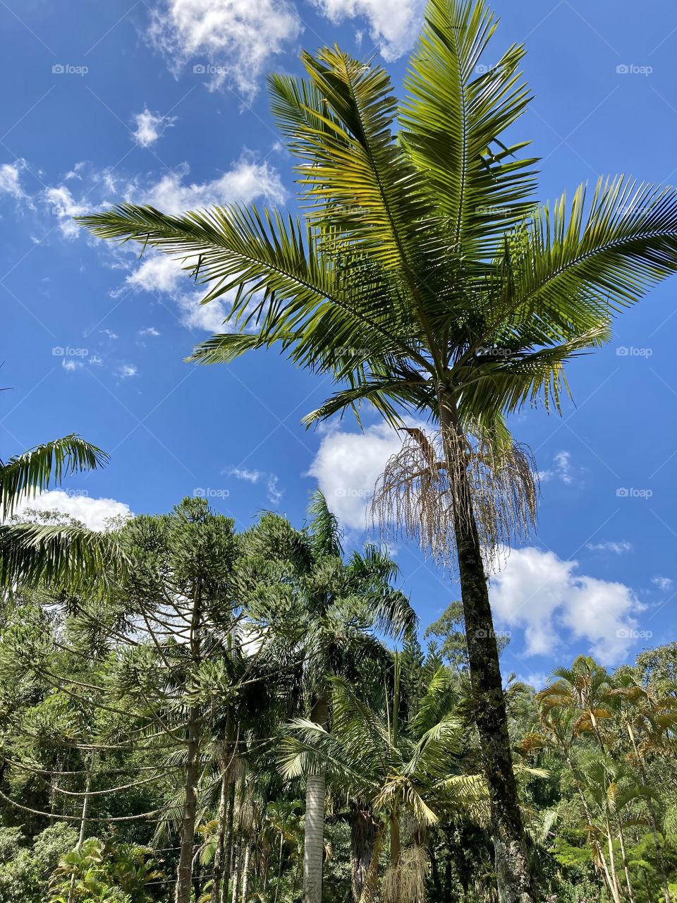 The exuberance of the green forest of Serra do Japi, in Jundiaí: a paradise of nature, which inspires us with its beauty. / A exuberância da mata verde da Serra do Japi, em Jundiaí: um paraíso da natureza, que nos inspira com sua beleza. 