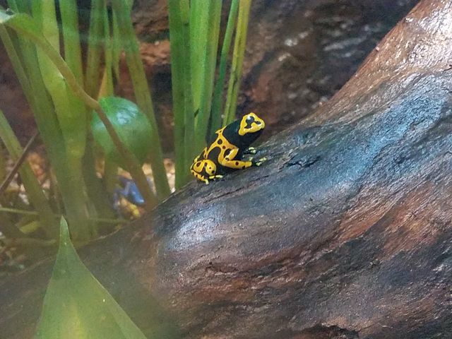 poison darr frog