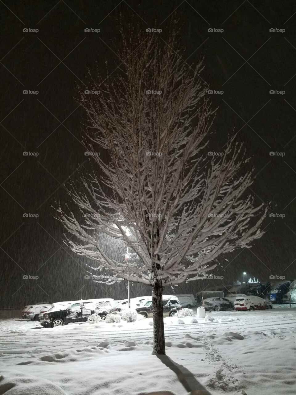 Wintertime snowy tree