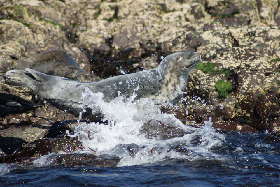 GREY SEAL SPLASH