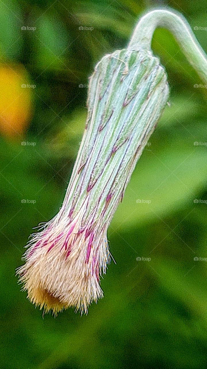 The Flowers in My Garden: Dandelion
As Flores do meu Jardim: Dente de Leão