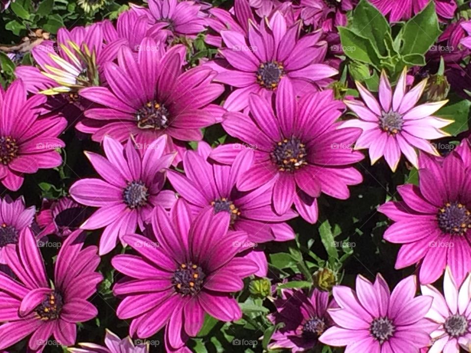 Pink flowers