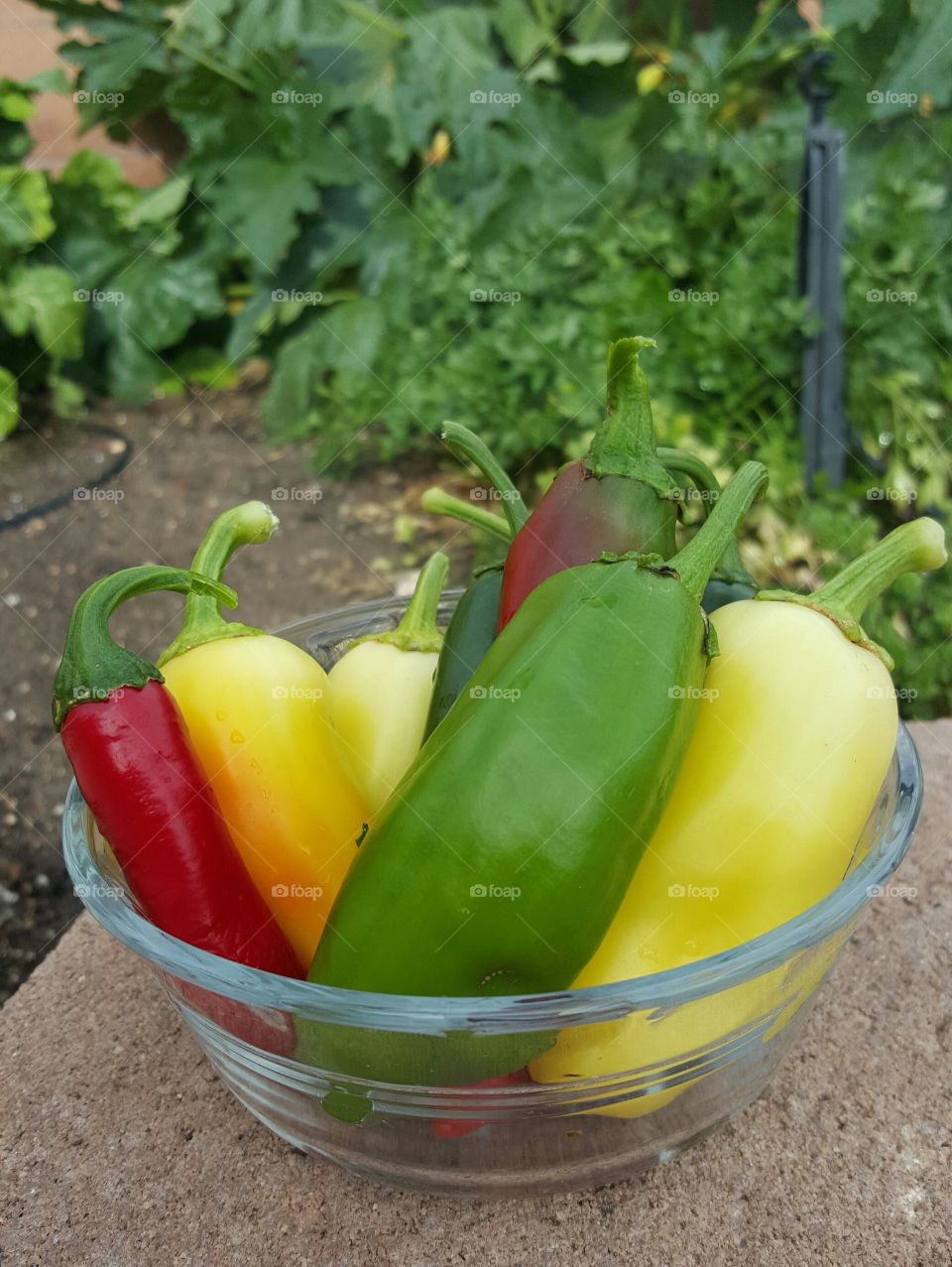 Garden Jalapeños