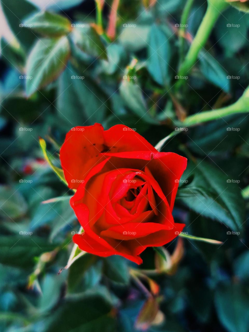 red rose