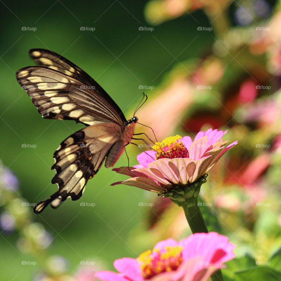Giant Swallowtail butterfly pollinating the beautiful pink zinnias on a sunny summer day!