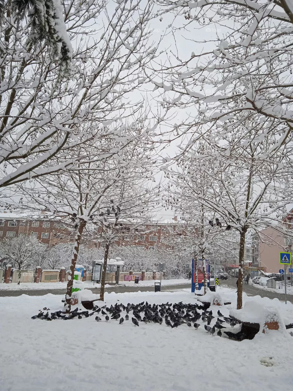 winter landscape