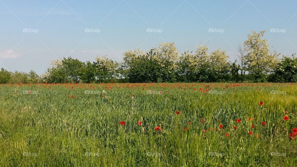 #poppies #countryside #spring #green