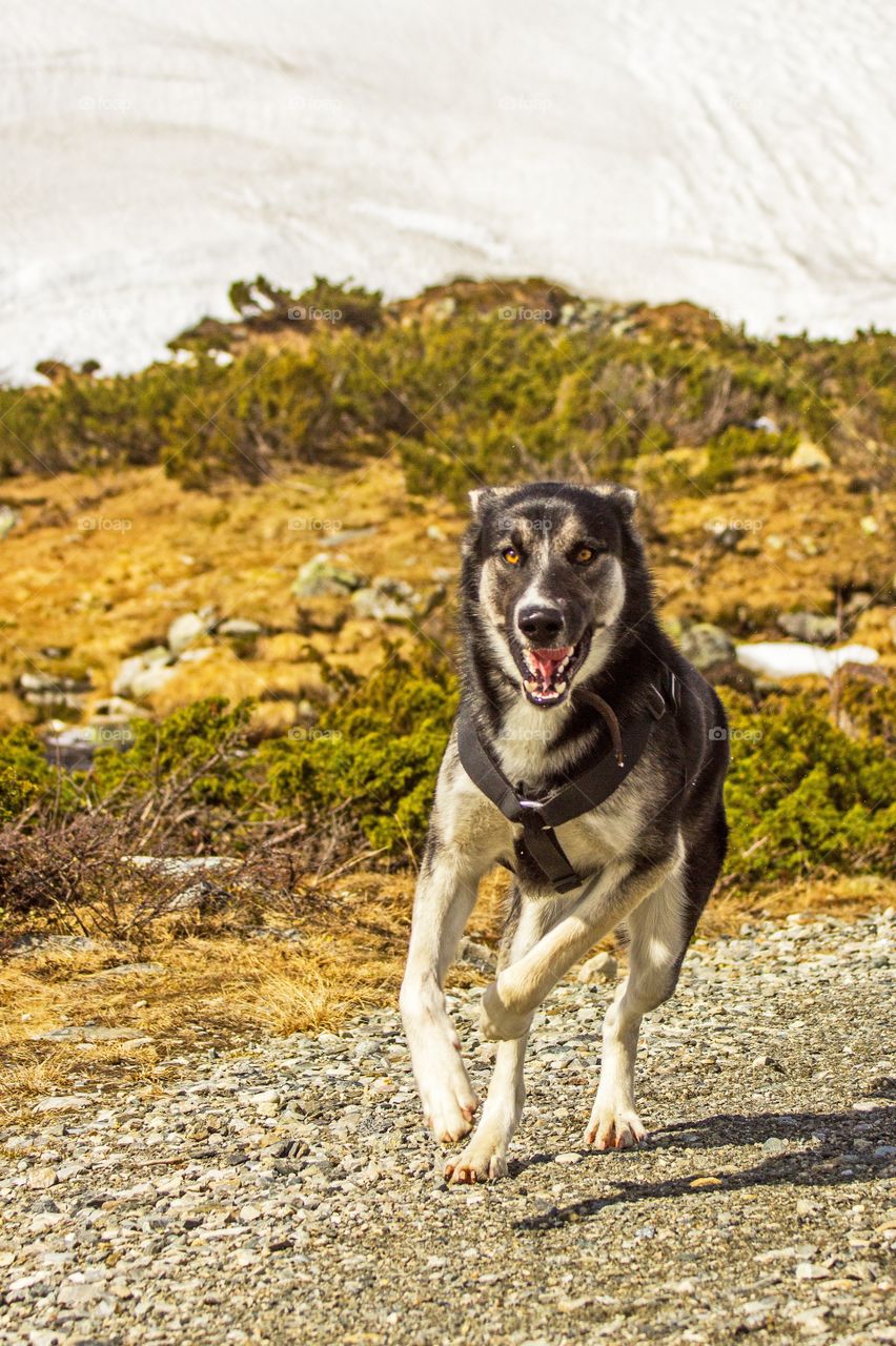 Alaska Husky