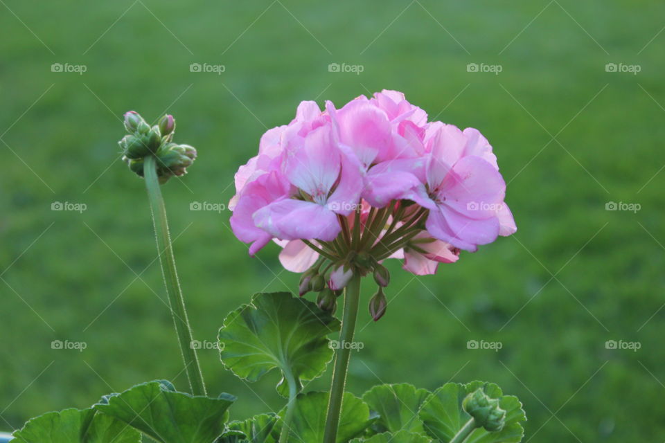 Close-up of light pink geranium