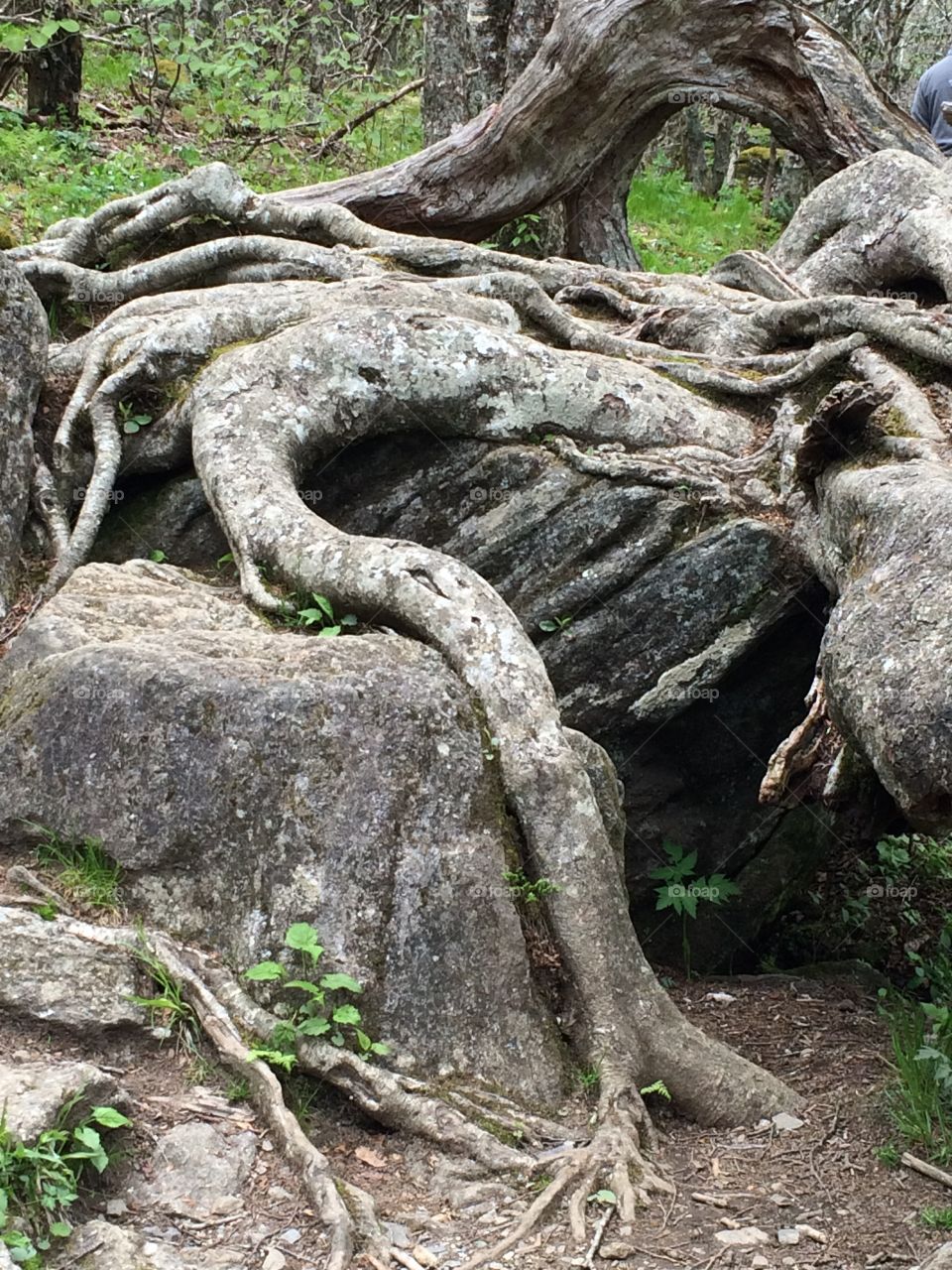 Roots Covering Stone