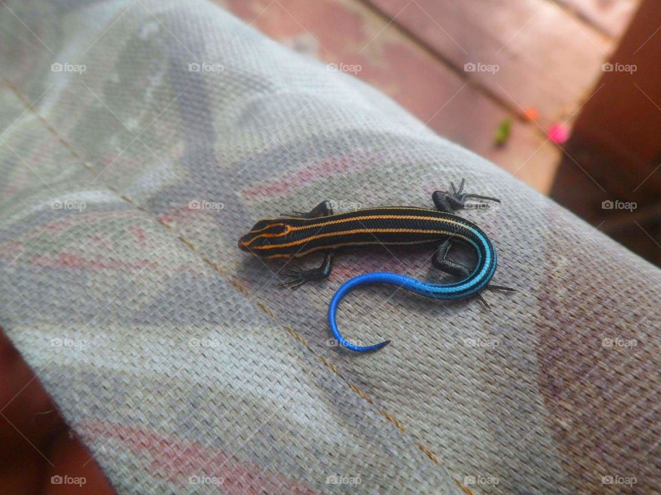 Blue-tailed Skink-Tennessee