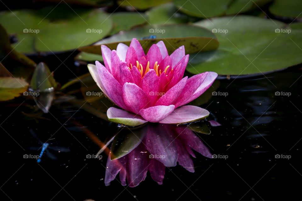Beautiful pink water lilly on a dark water