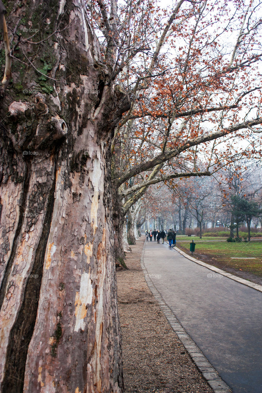 Walking path