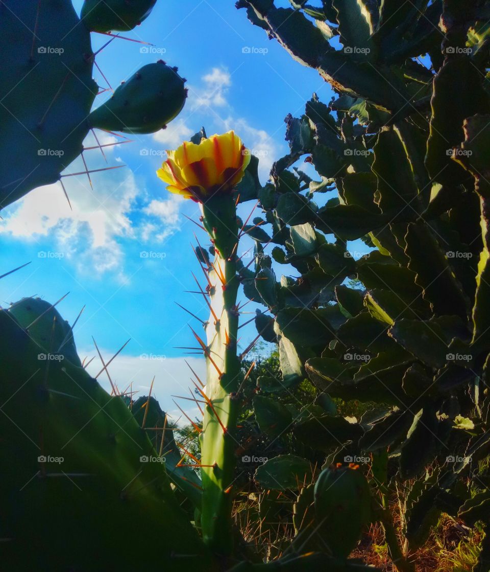 Cactus flower ❤💛