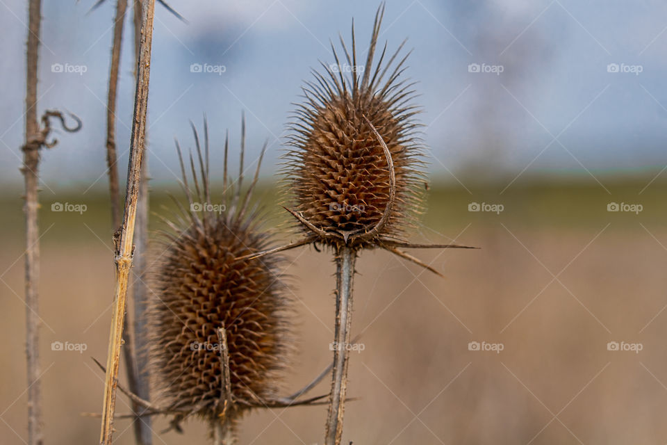 Ticks in the field