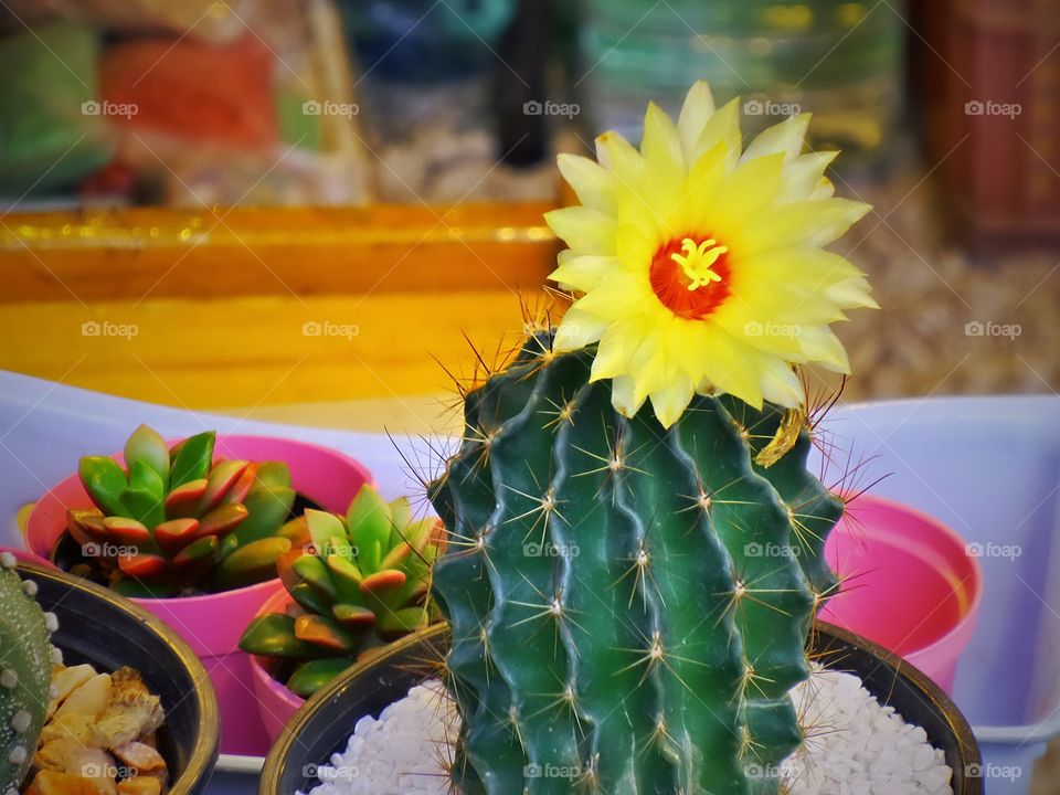 Cactus flower. Blooming flower of cactus