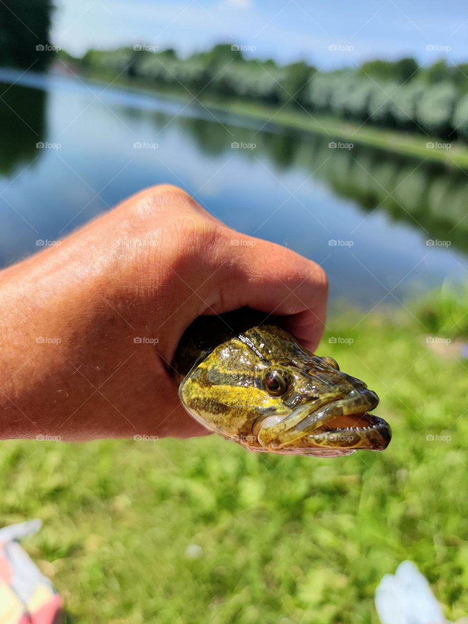 Fishing. Pond shore. Green trees are reflected in clear water. In the foreground is a hand holding a caught fish. Fish  open mouth showing teeth