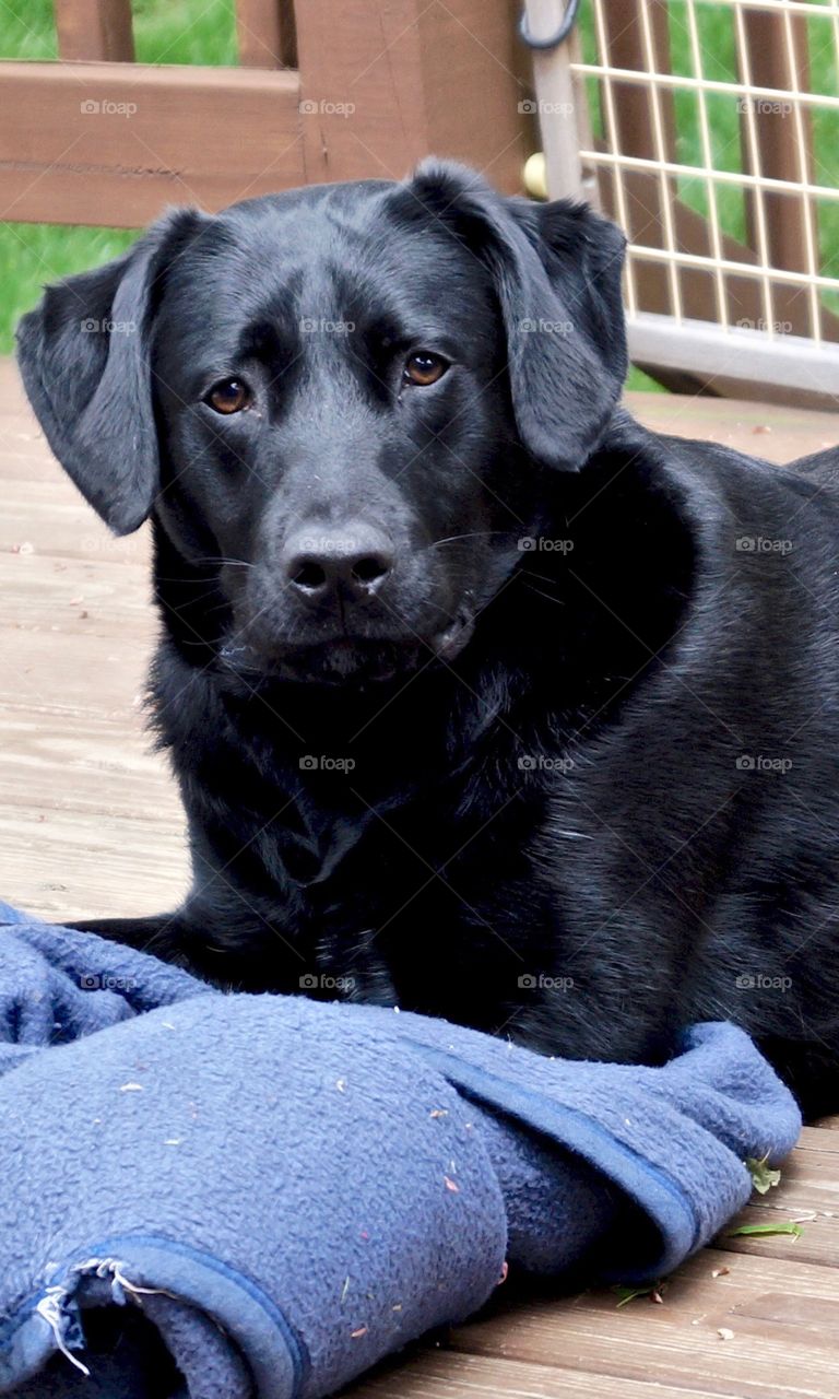 Black Lab relaxing on deck. 