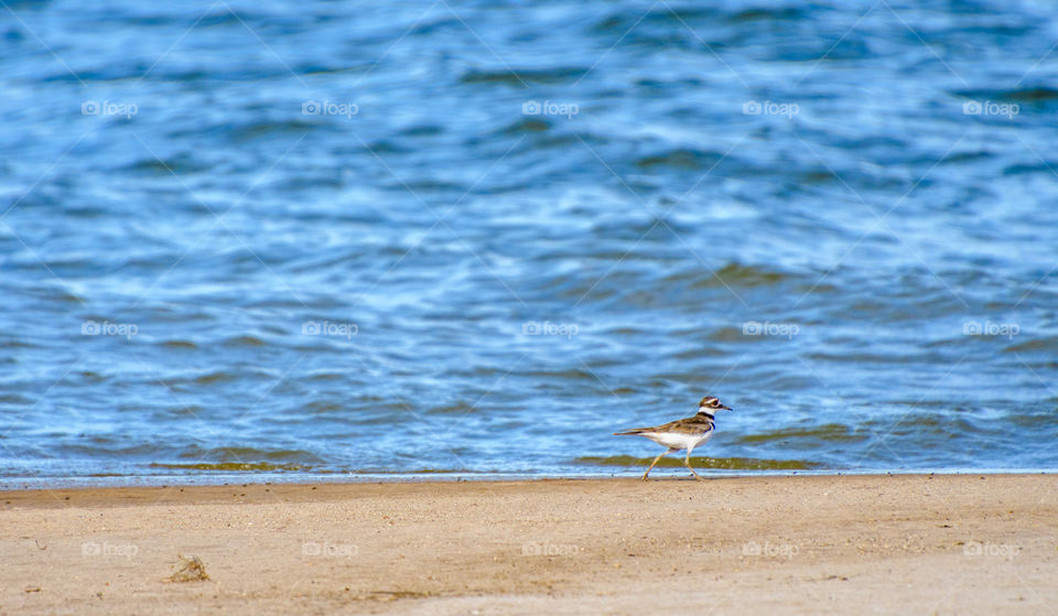 Bird on the run at the beach with the beautiful waves in the background. 