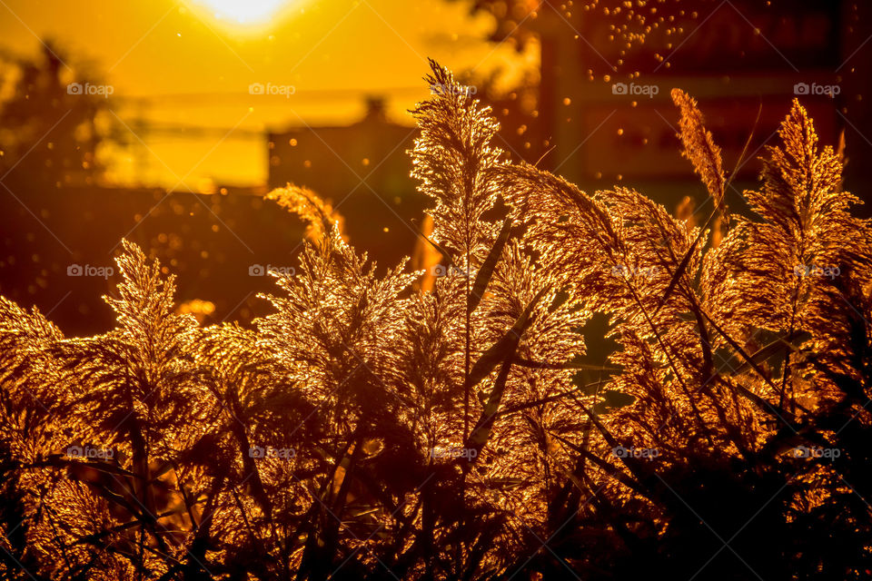 Beautiful golden sunset