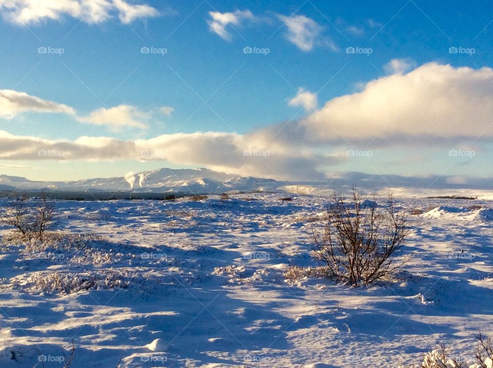 Winter landscape