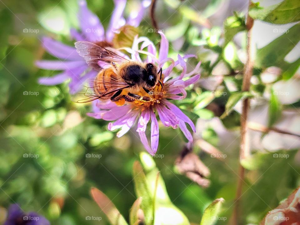 bee pollinating an aster flower