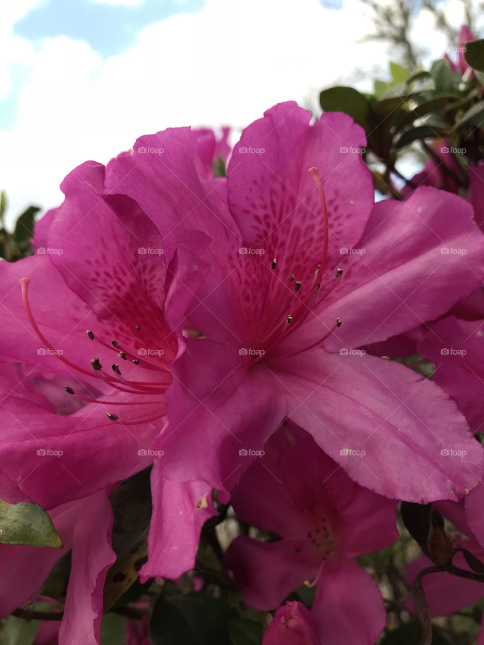 Pink shrub flowers