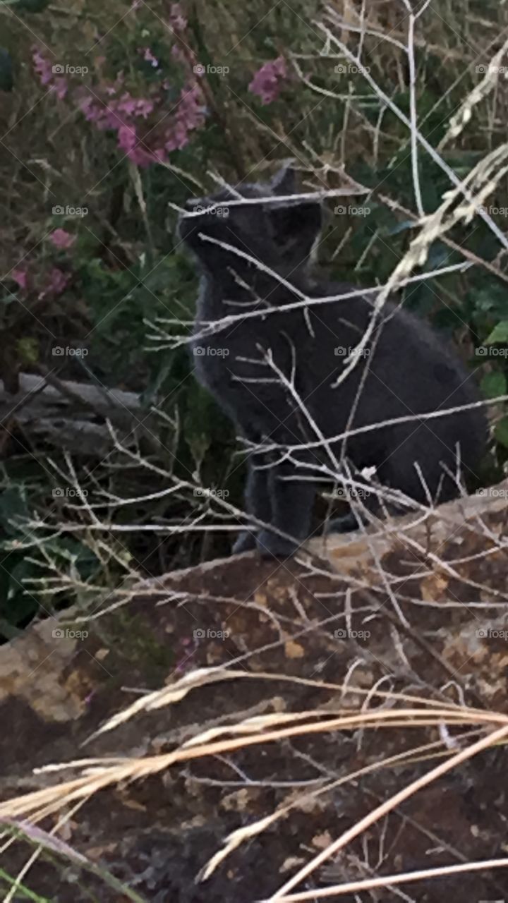 Gray cat