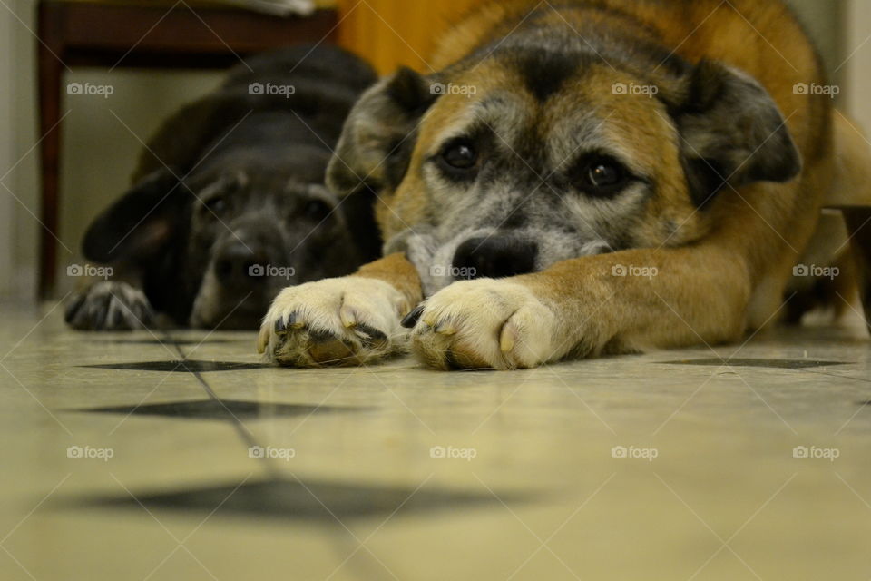 Sad dogs