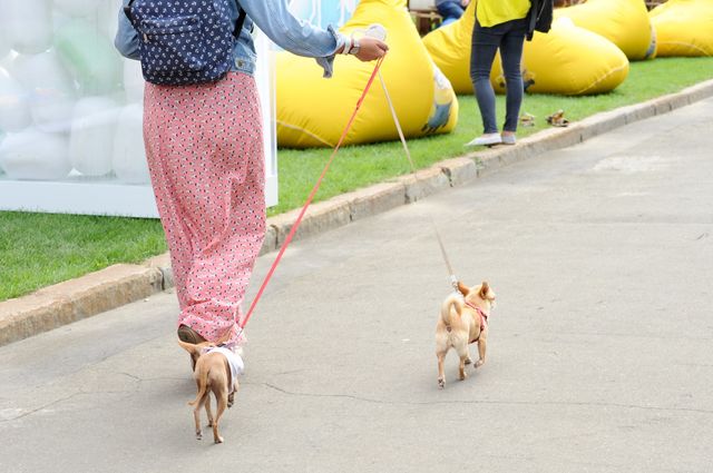 walking your dog